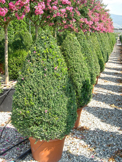 BUXUS sempervirens 'Arborescens'