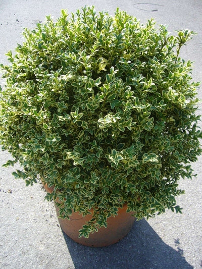 BUXUS sempervirens 'Elegantissima'