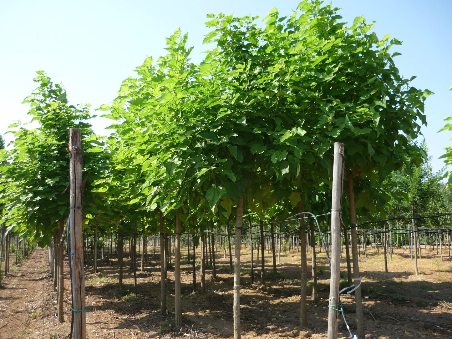 CATALPA bignonioides