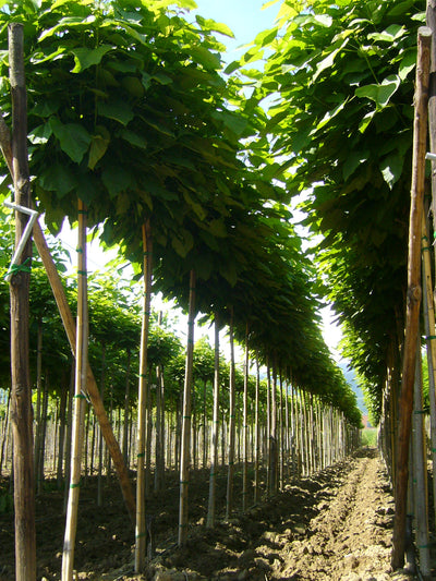 CATALPA bungei