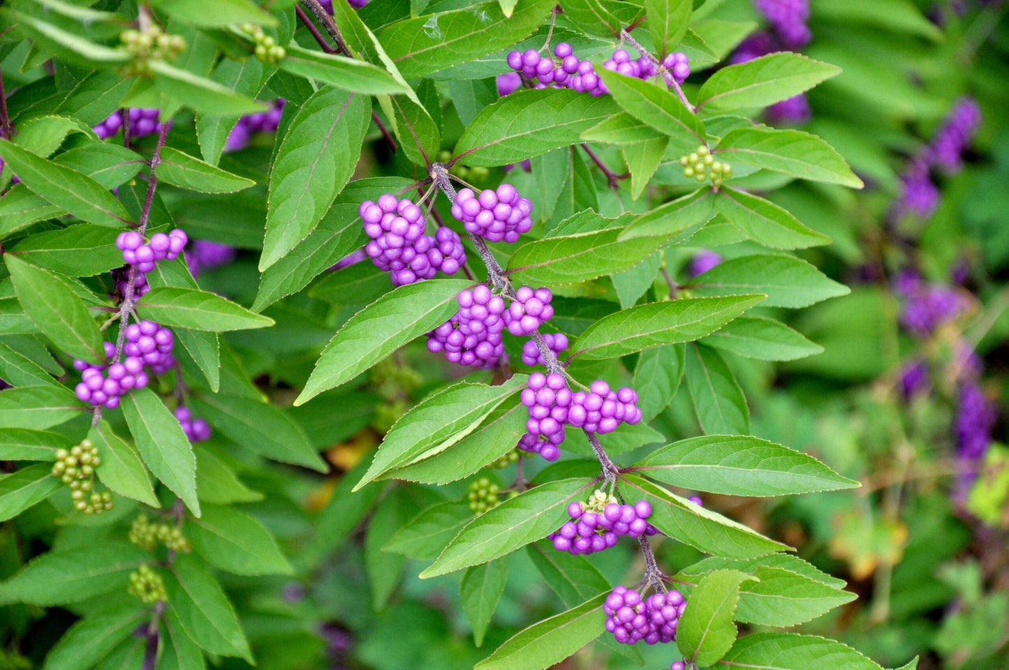 CALLICARPA dichotoma 'Issai'