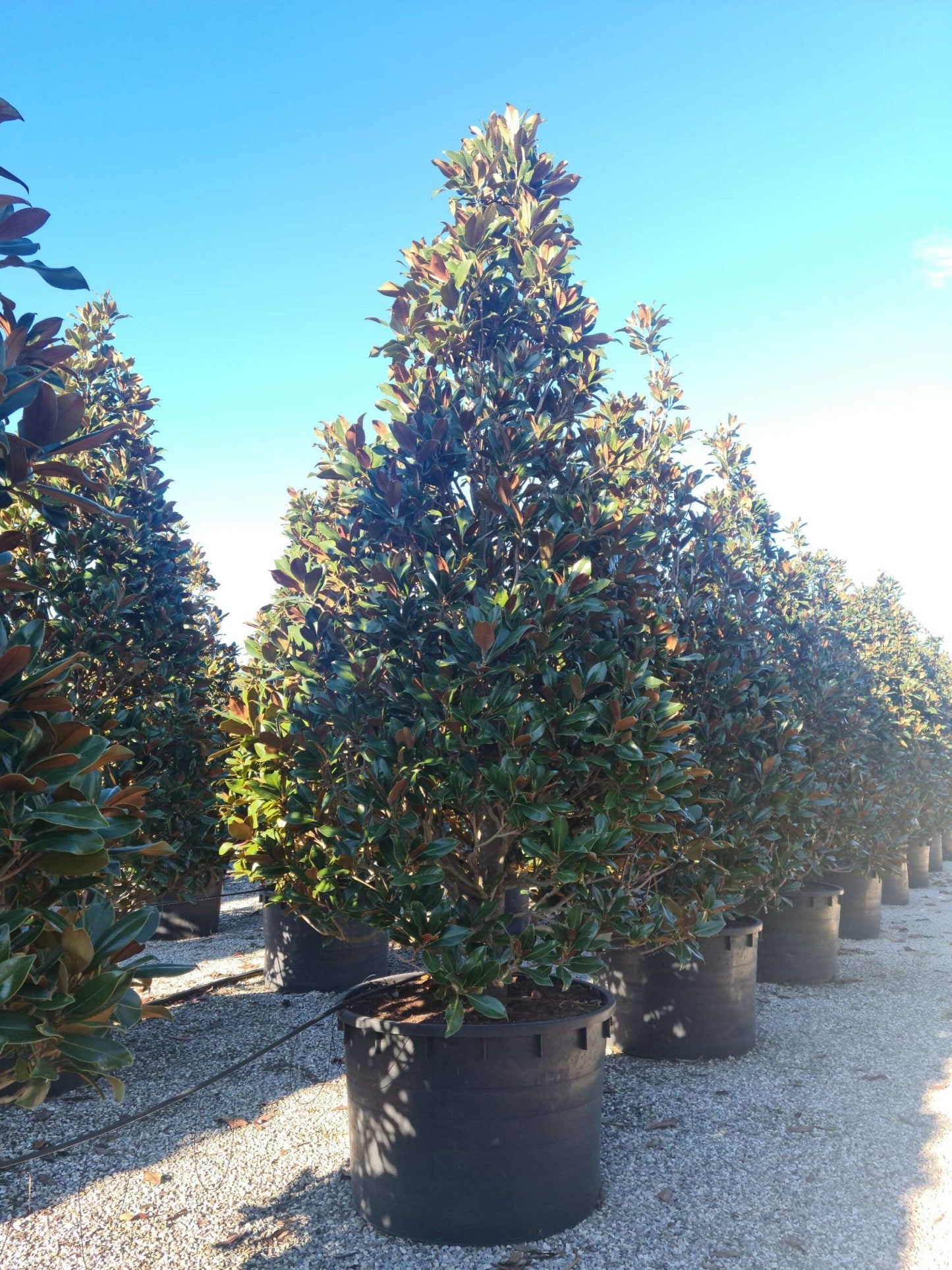 MAGNOLIA grandiflora 'Little Gem'