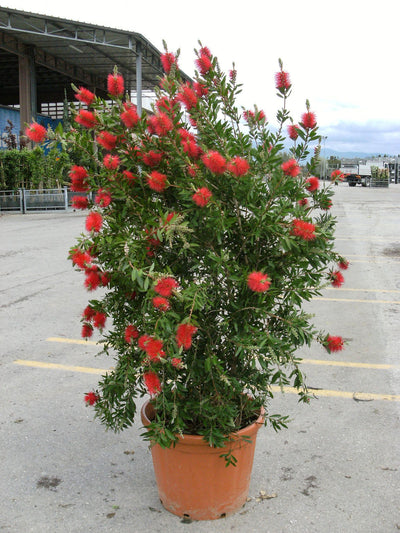 CALLISTEMON laevis
