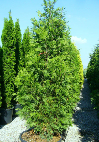 CALOCEDRUS decurrens