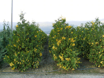 CALOCEDRUS decurrens 'Aureovariegata'