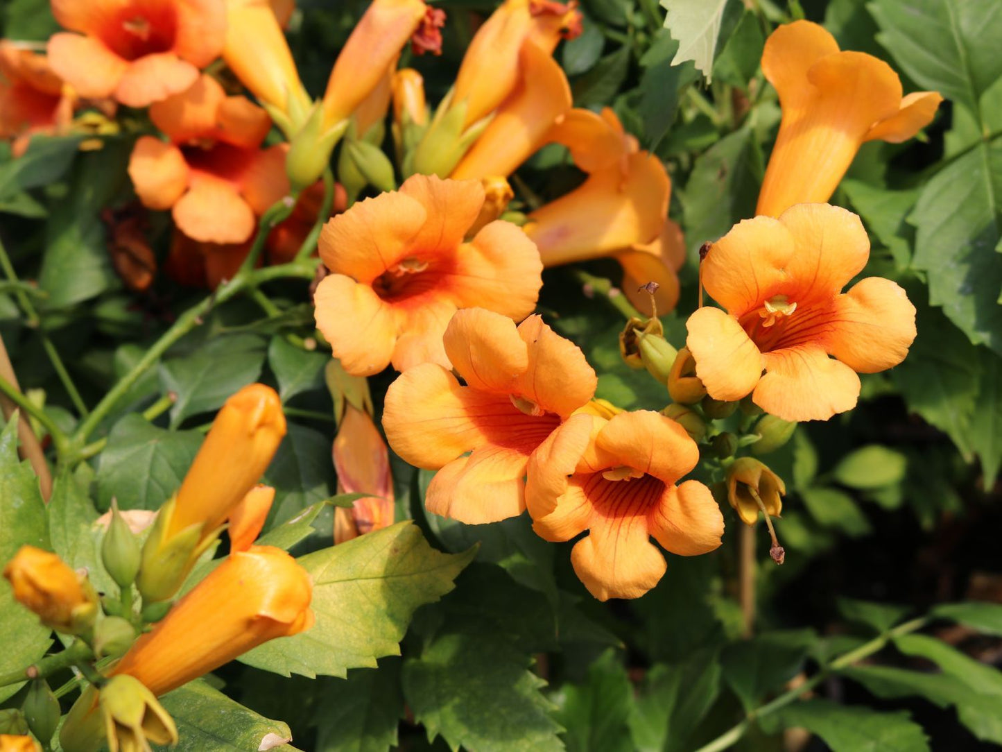 CAMPSIS x tagliabuana 'Indian Summer'