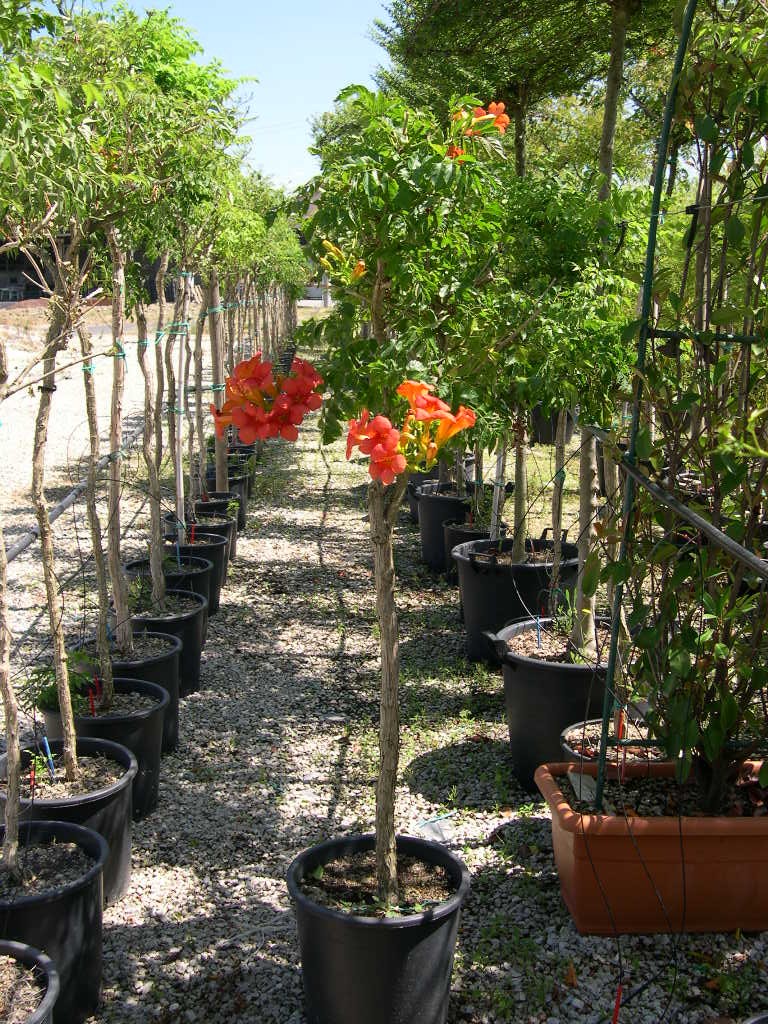 CAMPSIS x tagliabuana 'Madame Galen'