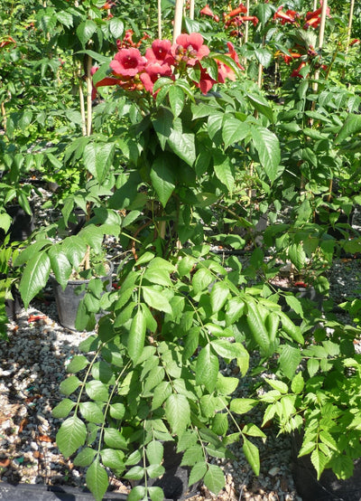 CAMPSIS radicans 'Stromboli'