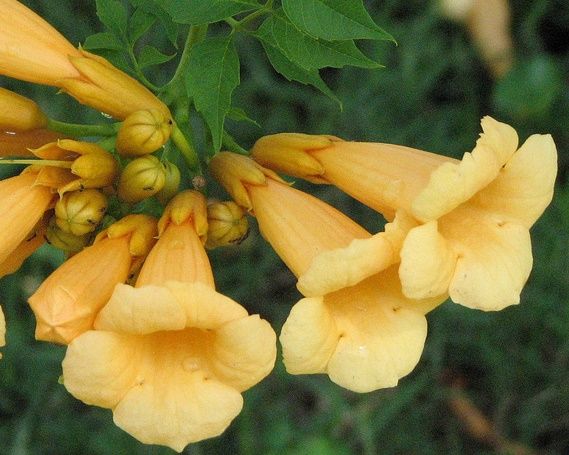 CAMPSIS radicans 'Yellow Trumpet'