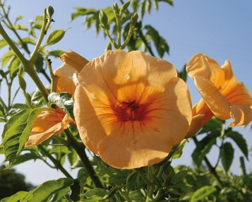 CAMPSIS x tagliabuana 'Summer Jazz Sunrise Gold' ®