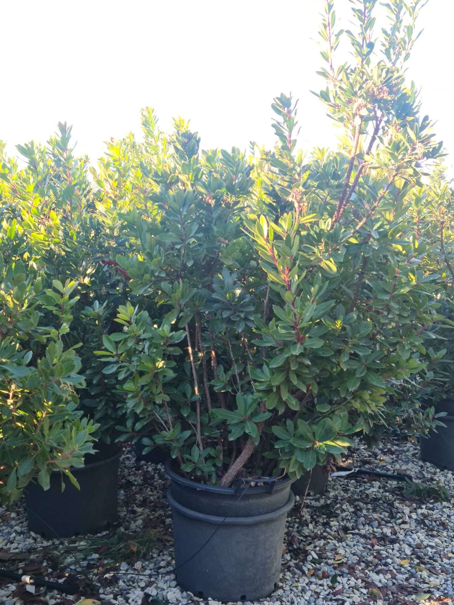 ARBUTUS unedo 'Compacta'