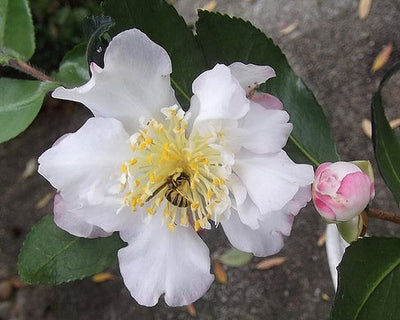 CAMELLIA sasanqua 'Hino de Gumo'