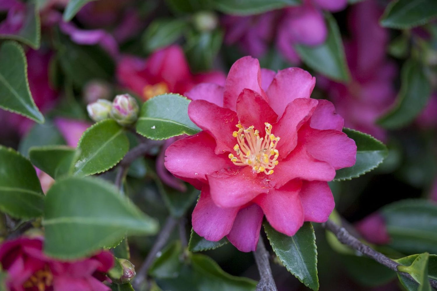 CAMELLIA sasanqua 'Hiryu'