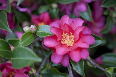 CAMELLIA sasanqua 'Hiryu'