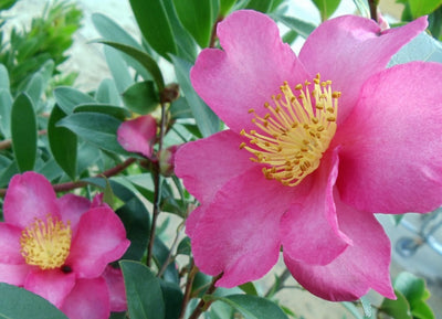 CAMELLIA sasanqua 'Kanjiro'