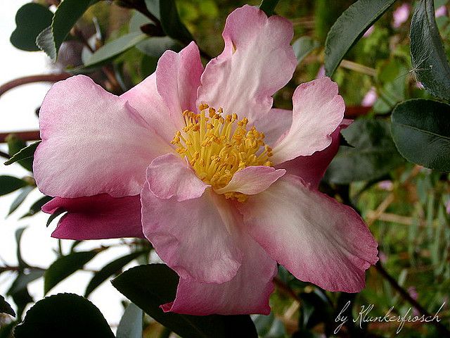 CAMELLIA sasanqua 'Navajo'
