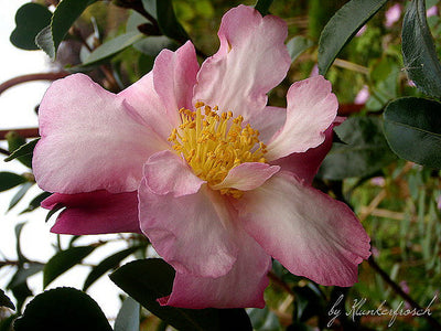 CAMELLIA sasanqua 'Navajo'