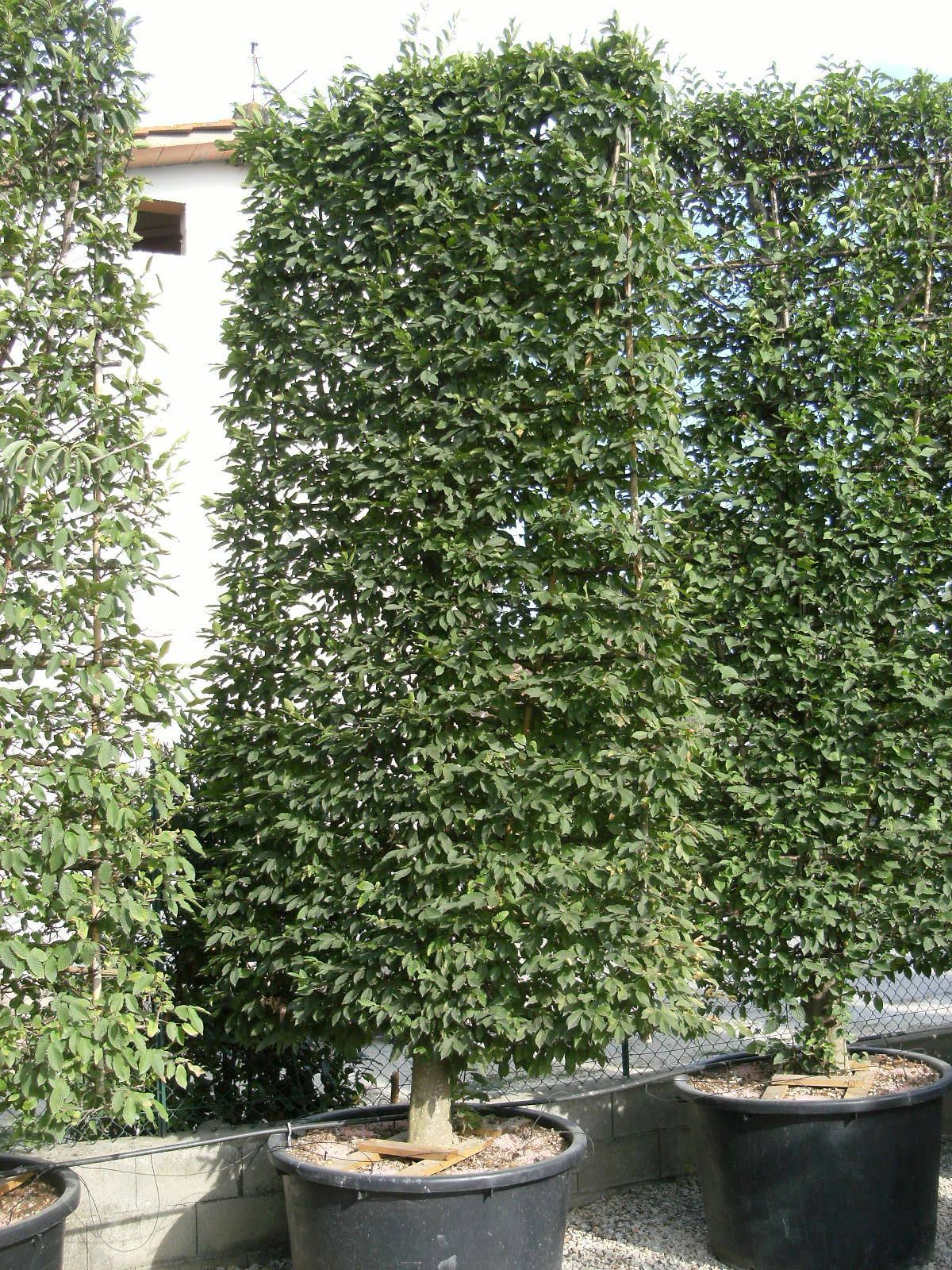 CARPINUS betulus
