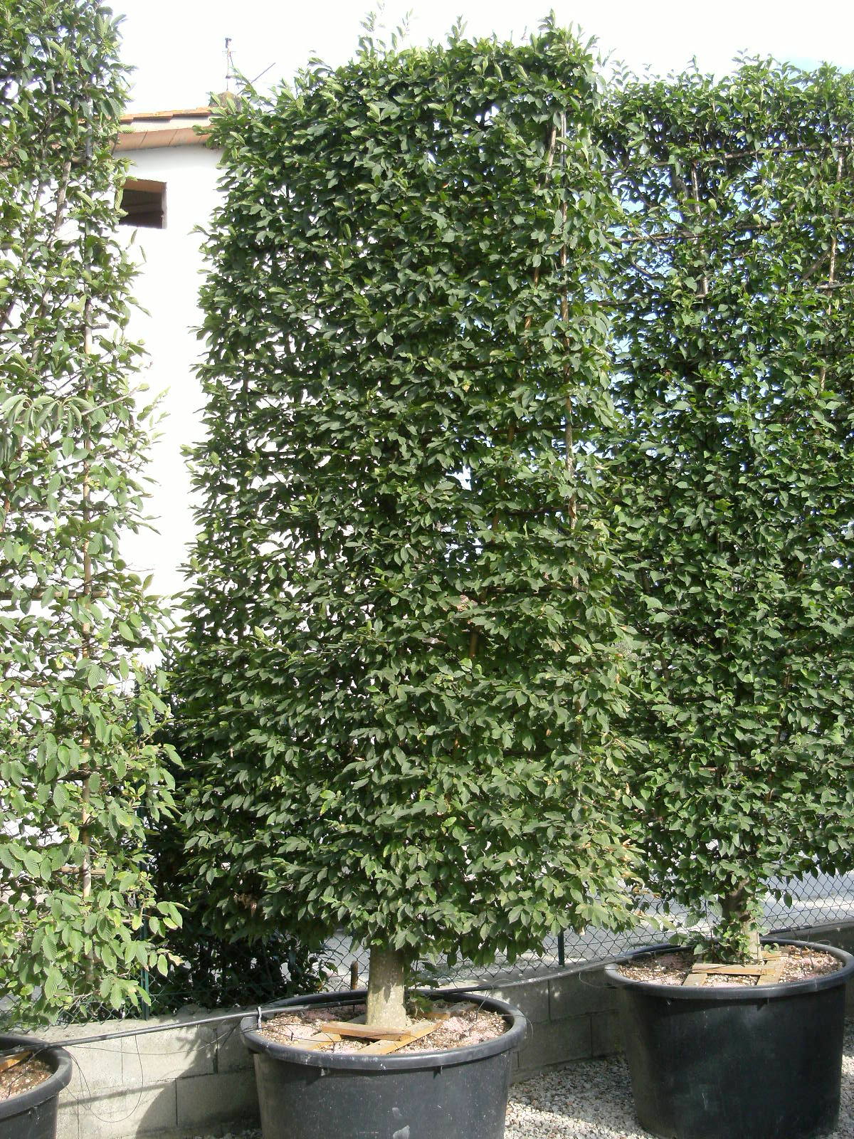 CARPINUS betulus