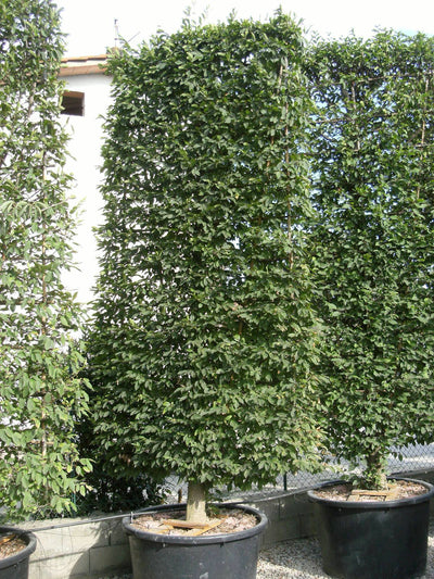 CARPINUS betulus