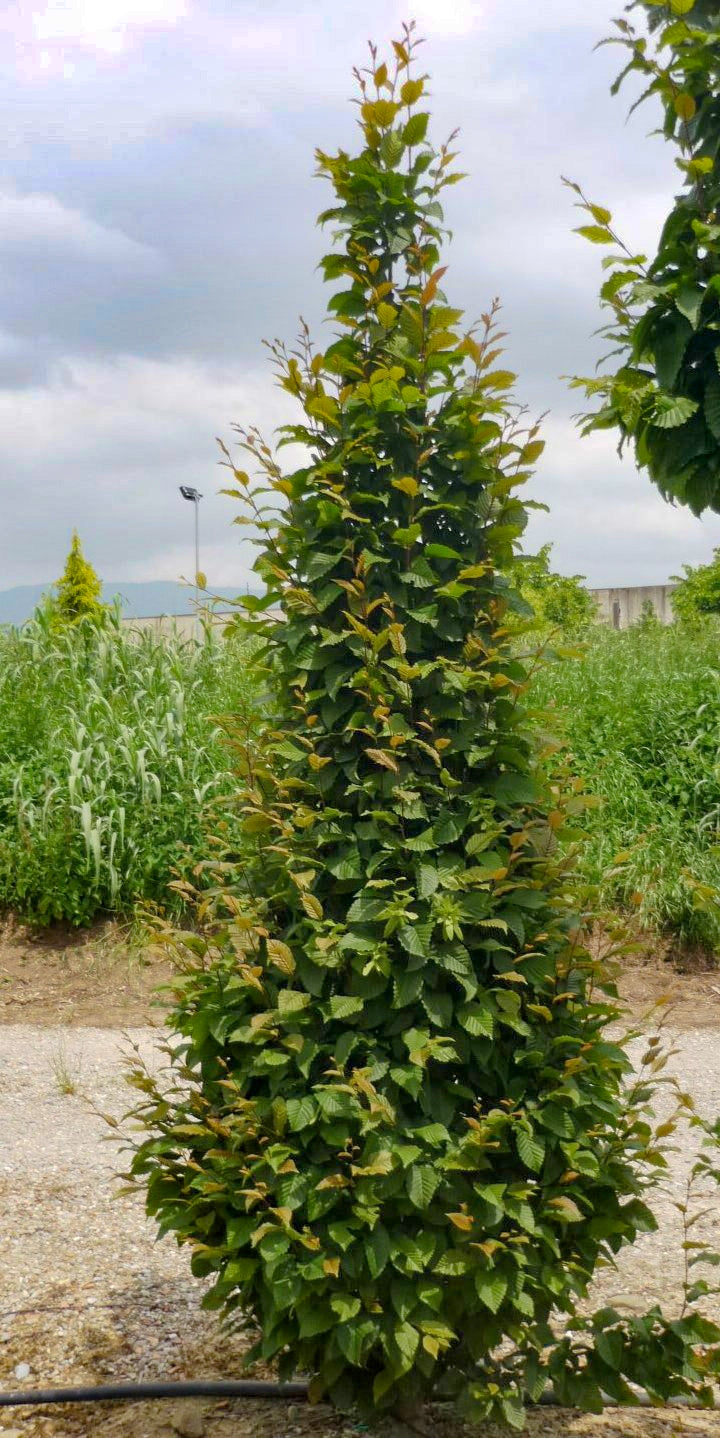 CARPINUS betulus 'Albert Beckman'