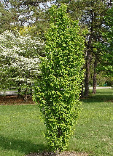 CARPINUS betulus 'Frans Fontaine'