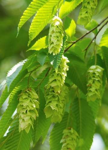 CARPINUS japonica