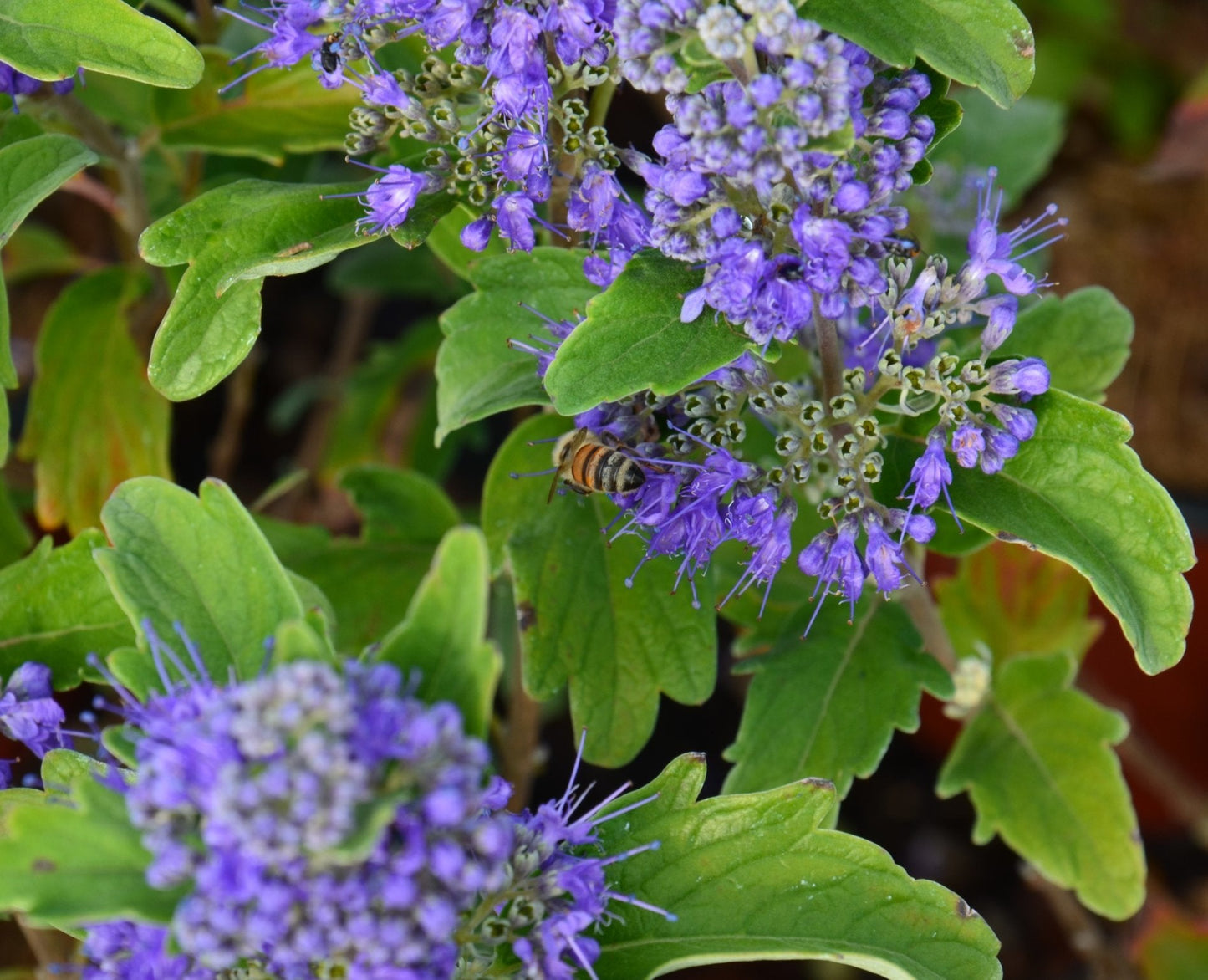 CARYOPTERIS x clandonensis 'Heavenly Blue'