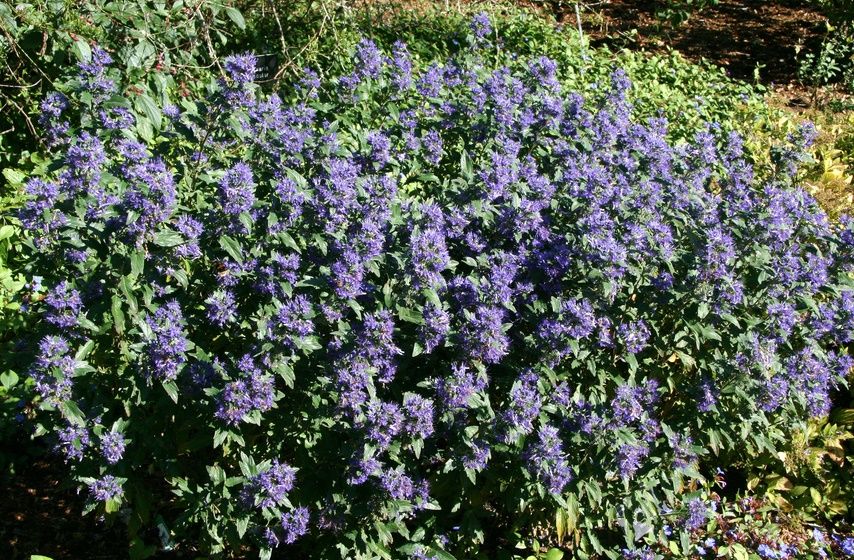 CARYOPTERIS x clandonensis 'Grand Bleu' ®