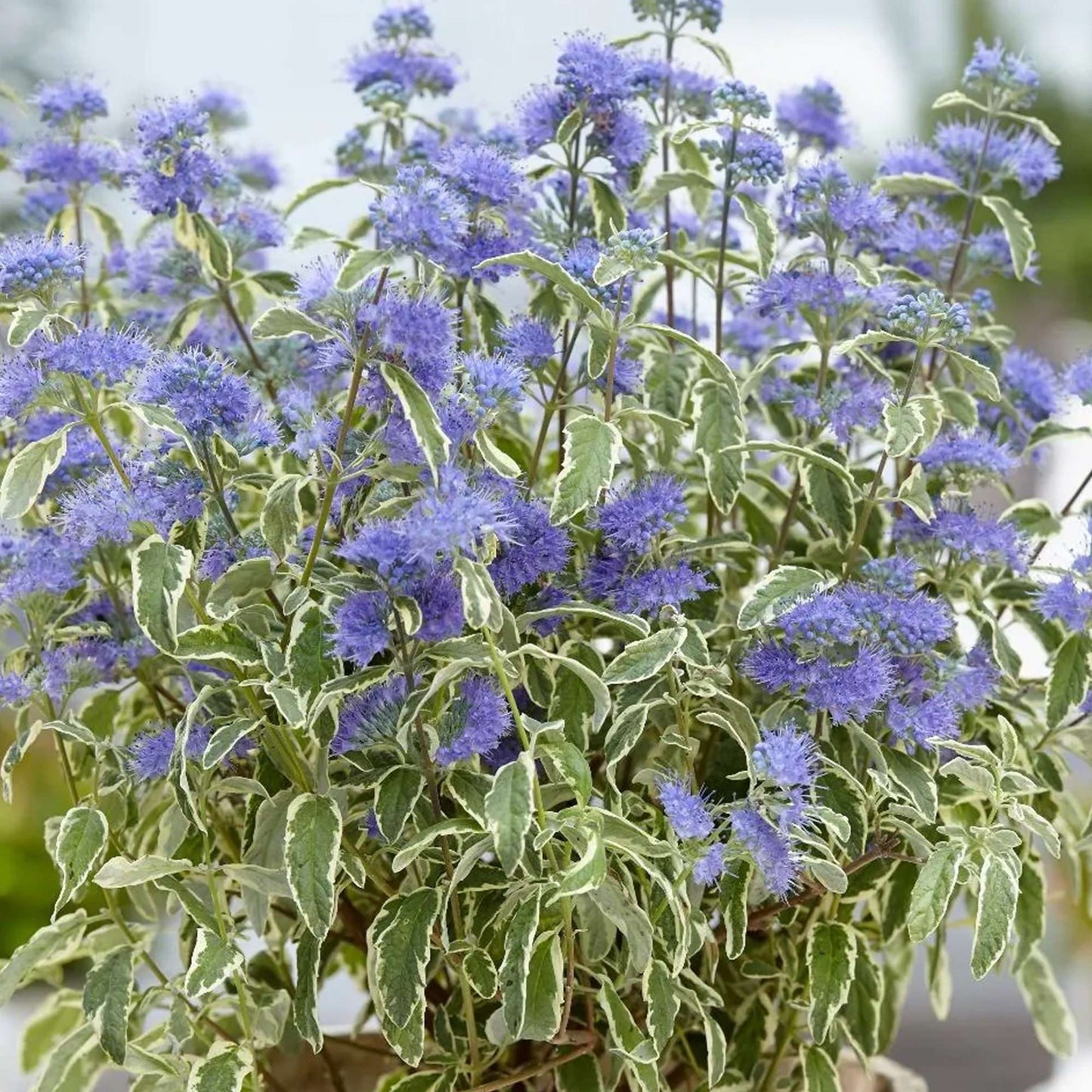 CARYOPTERIS x clandonensis 'White Surprise'
