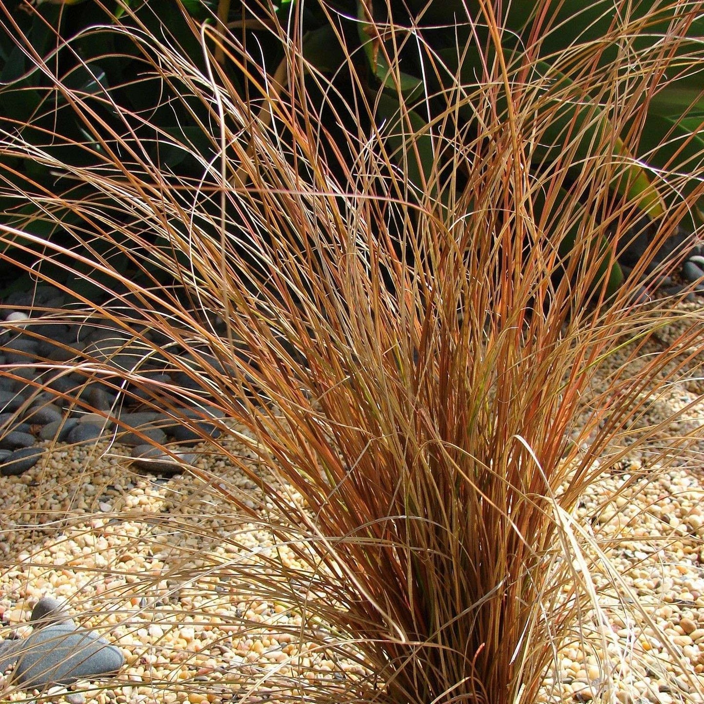 CAREX comans 'Bronze Form'