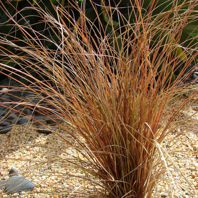CAREX comans 'Bronze Form'