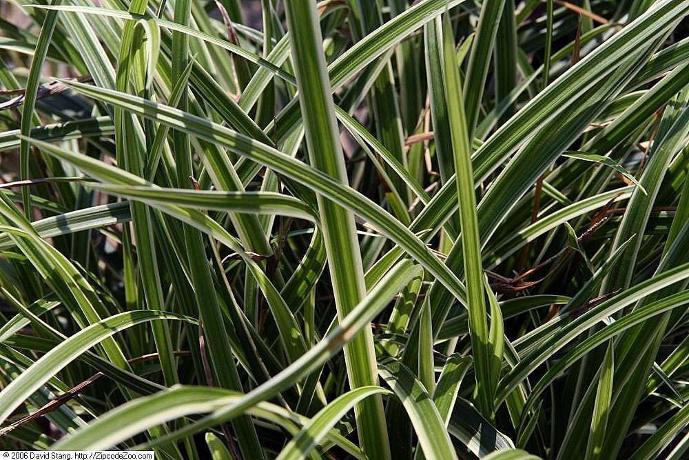 CAREX morrowii 'Ice Dance'