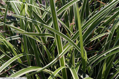CAREX morrowii 'Ice Dance'