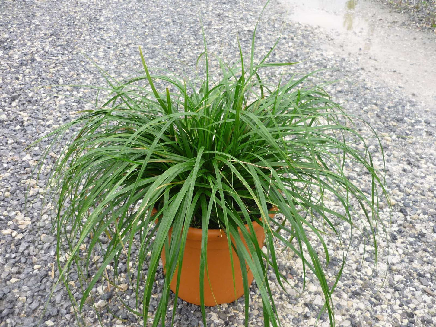 CAREX oshimensis 'Evergreen'