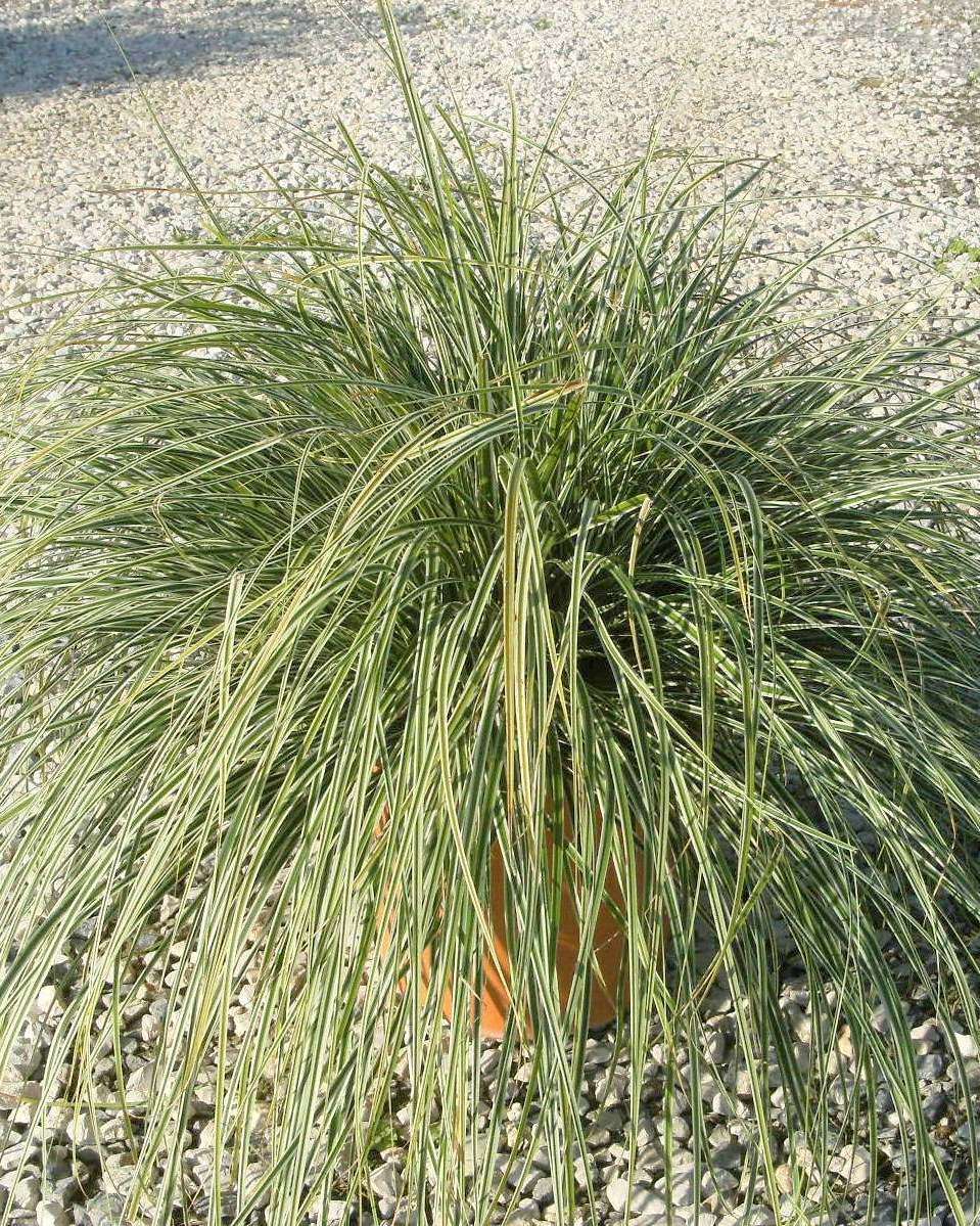 CAREX oshimensis 'Everest'