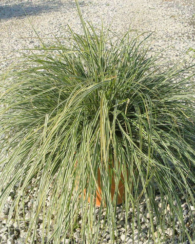 CAREX oshimensis 'Everest'