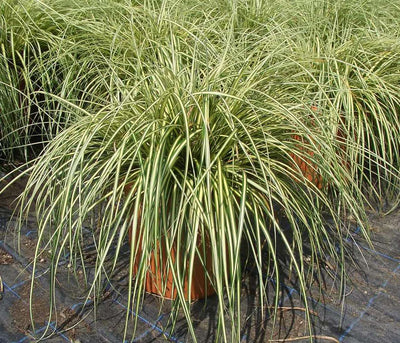 CAREX oshimensis 'Evergold'