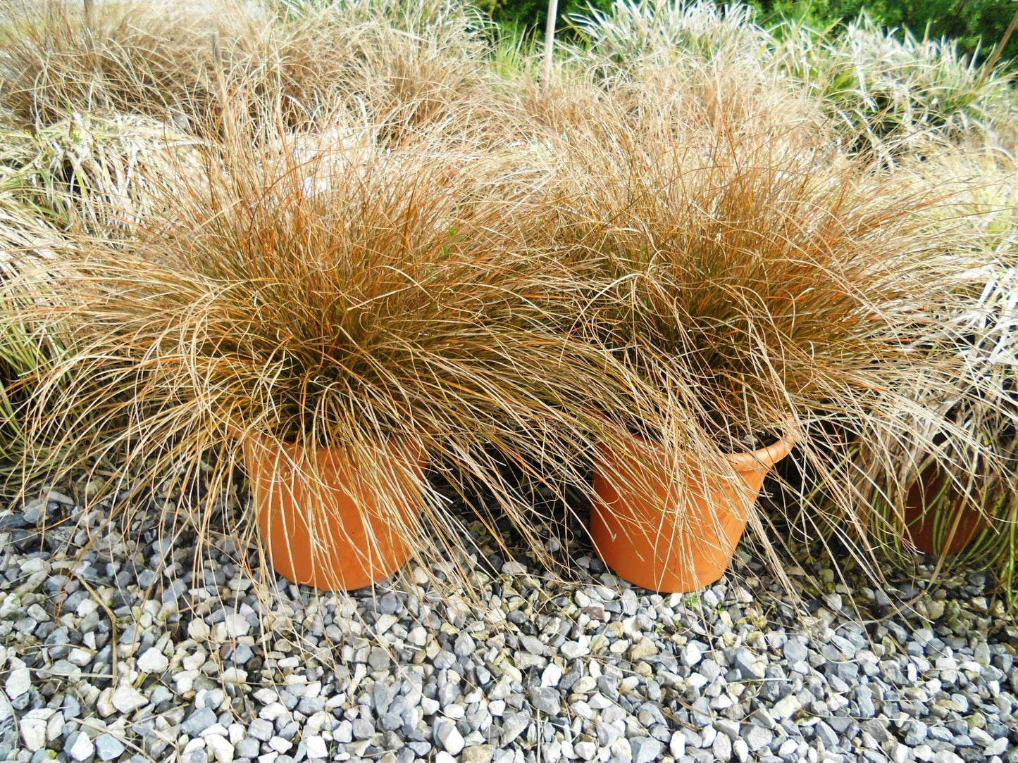 CAREX testacea