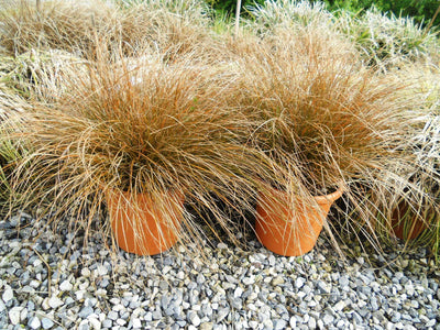 CAREX testacea