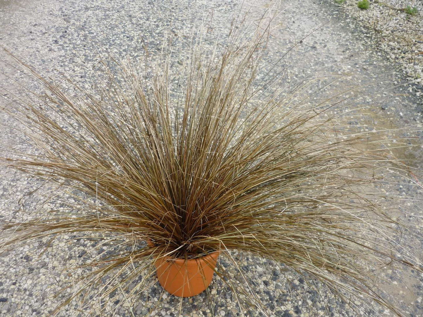 CAREX tenuiculmis 'Cappuccino'