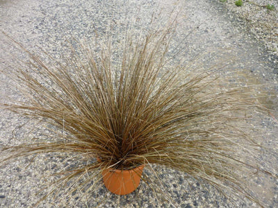 CAREX tenuiculmis 'Cappuccino'