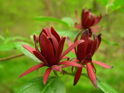 CALYCANTHUS floridus