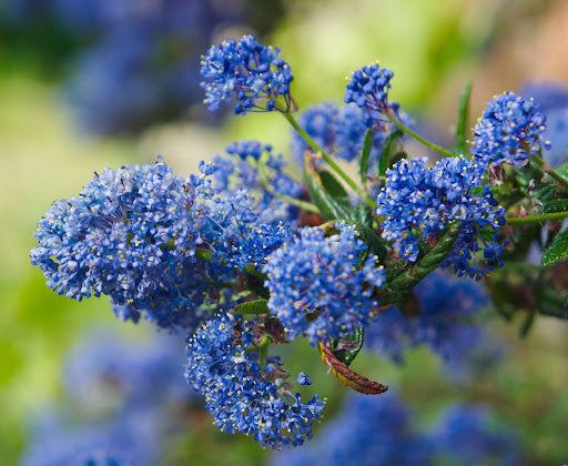 CEANOTHUS burkwoodii