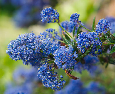 CEANOTHUS burkwoodii