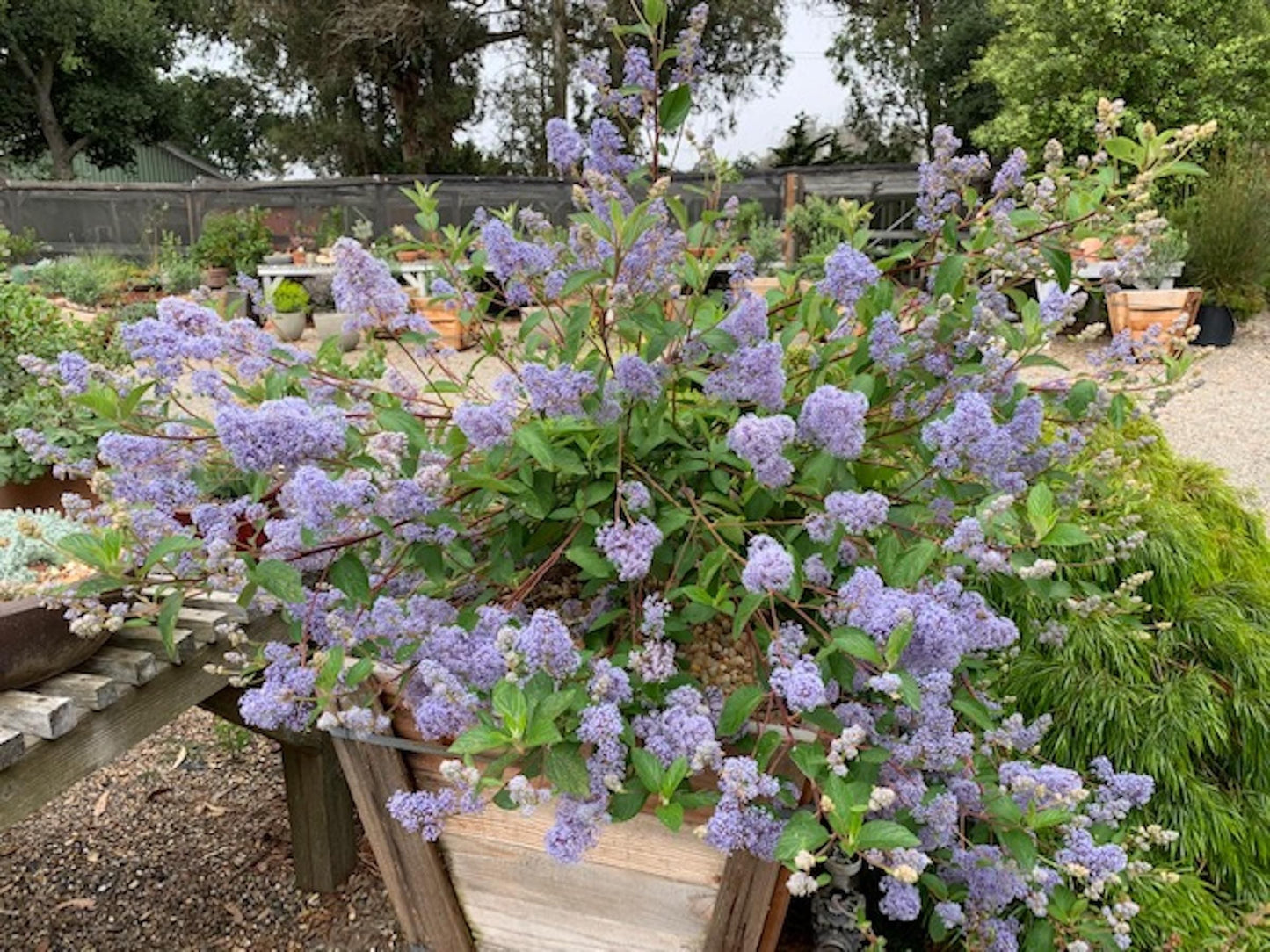 CEANOTHUS x dedileanus 'Gloire de Versailles'
