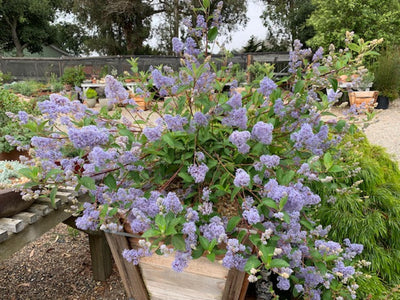 CEANOTHUS x dedileanus 'Gloire de Versailles'