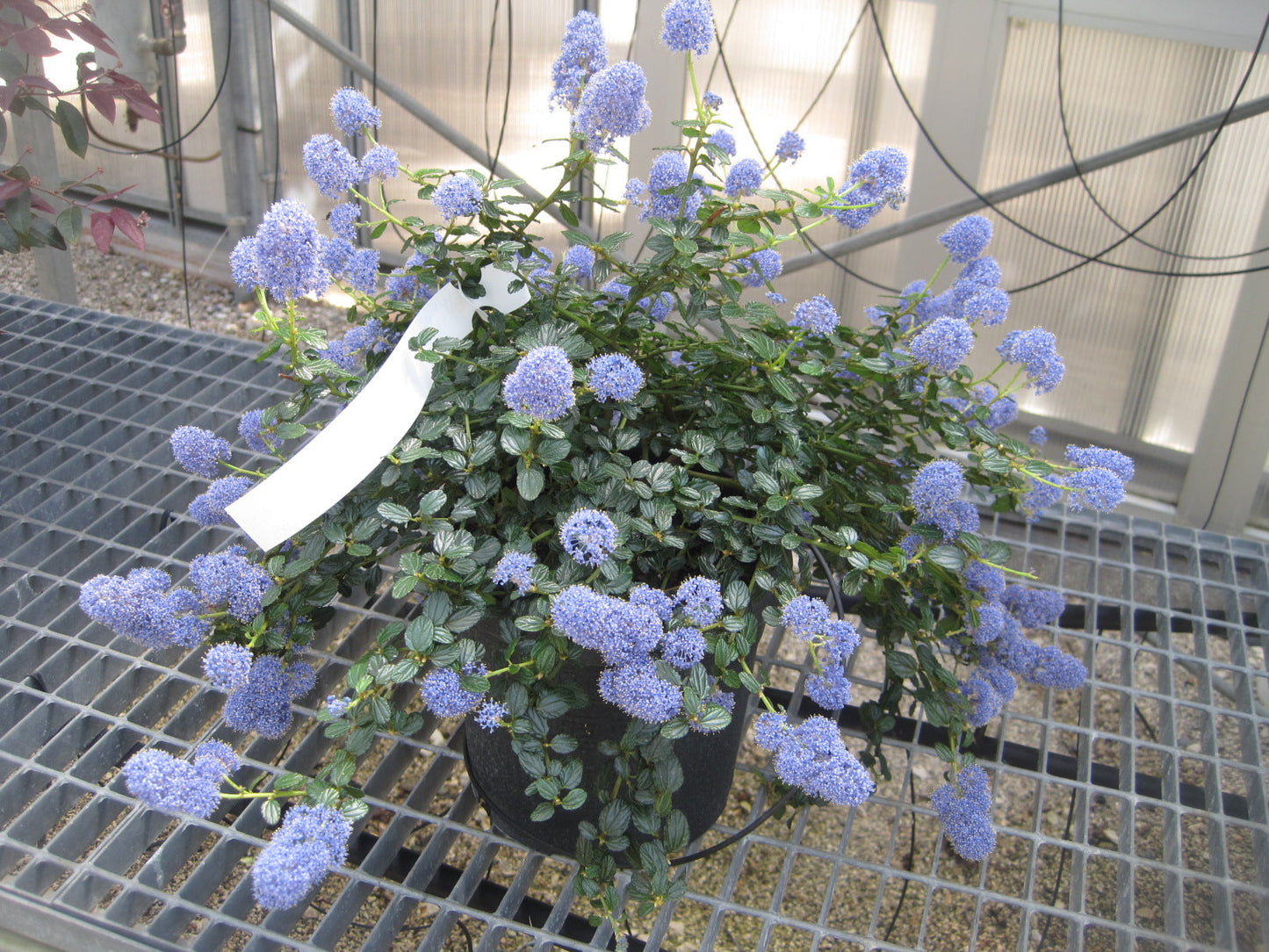 CEANOTHUS thyrsiflorus 'Repens'