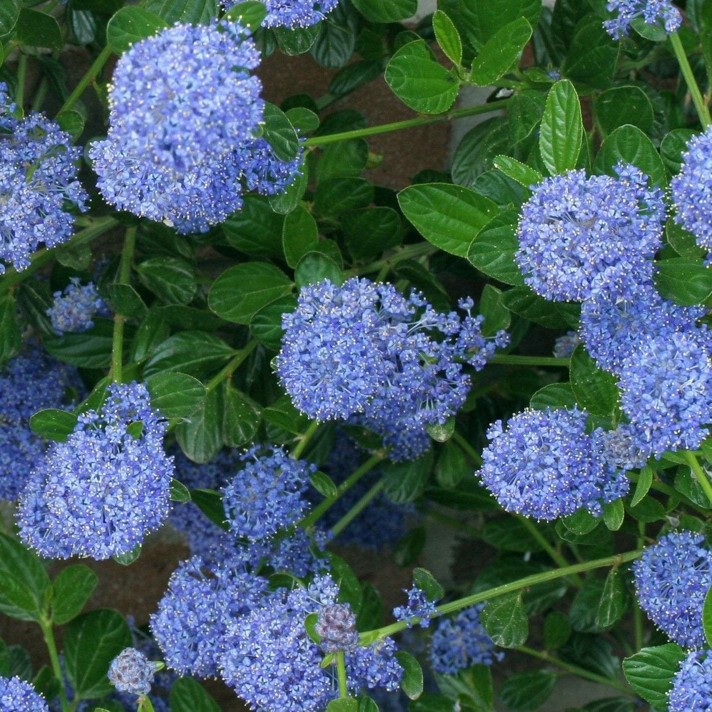CEANOTHUS skylark