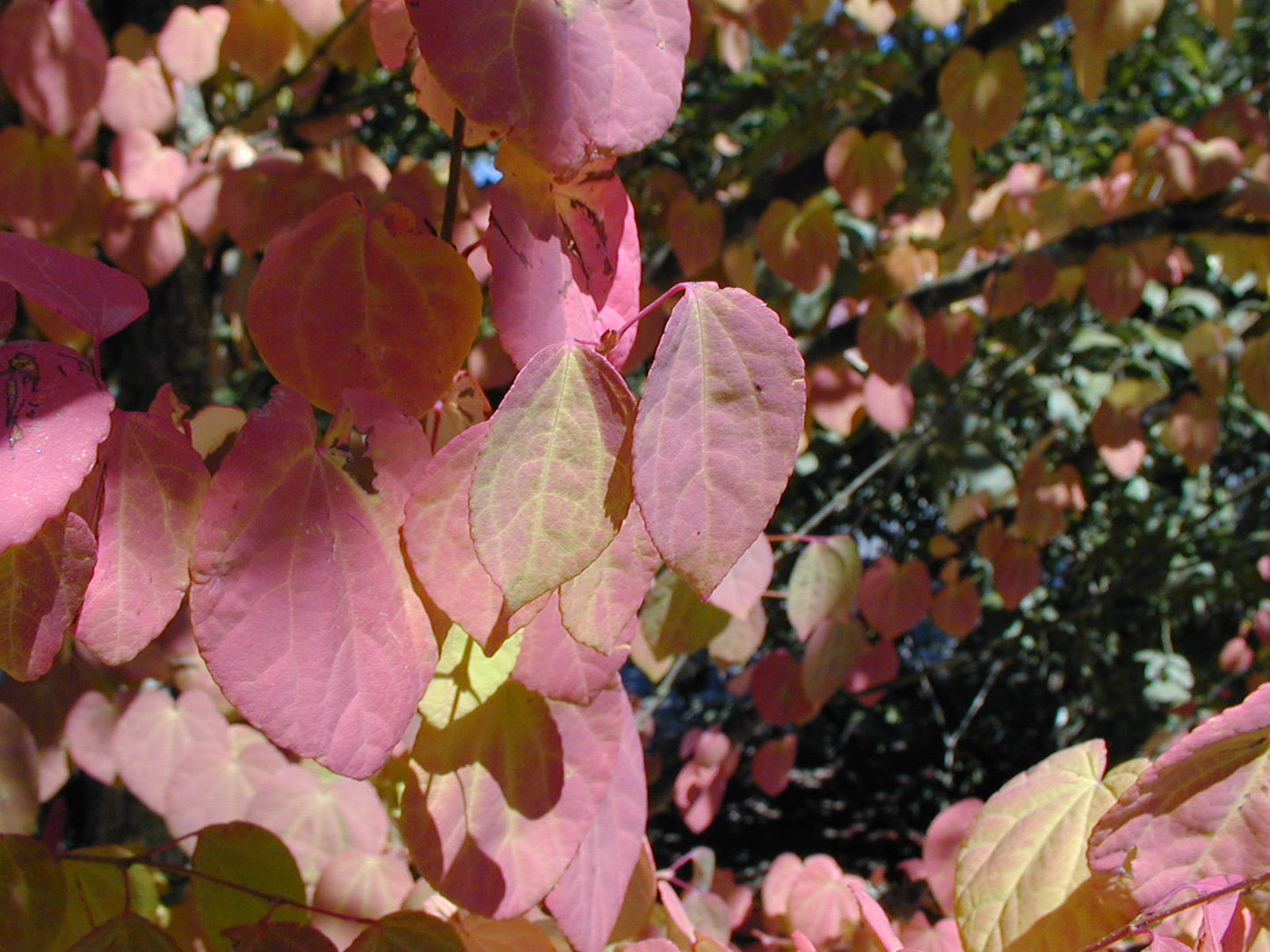CERCIDIPHYLLUM japonicum